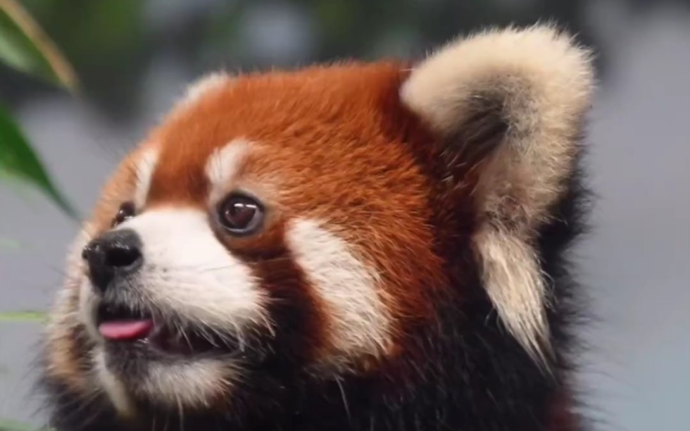 [孟菲斯动物园]中华小熊猫幼崽和妈妈已经一起入住丫丫以前的日间房!