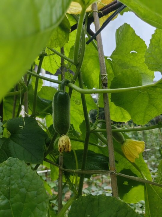 冬瓜成熟期随拍 生长了半个多月的冬瓜