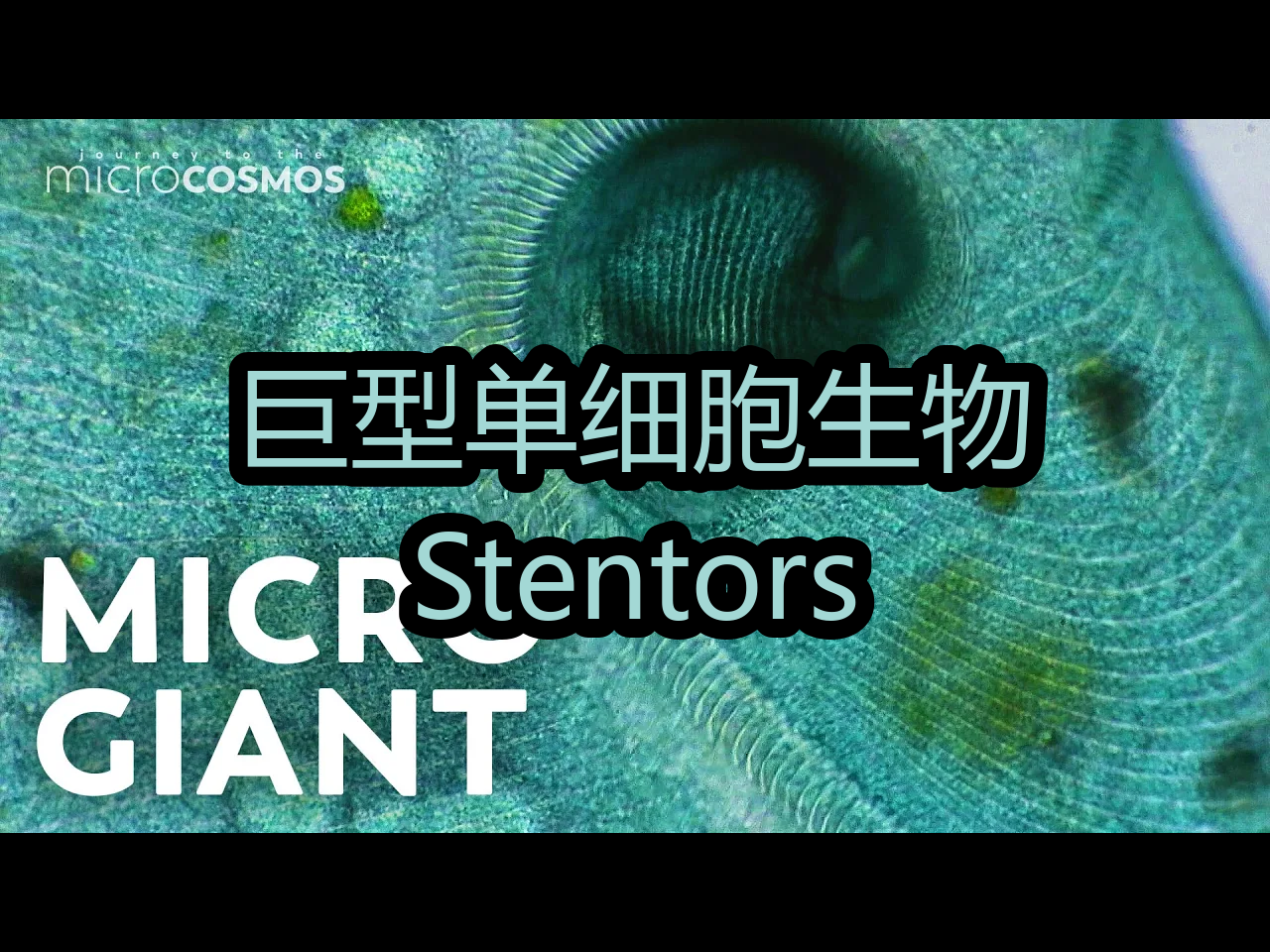 【中配】巨型单细胞生物:Stentors  Journey to the Microcosmos哔哩哔哩bilibili