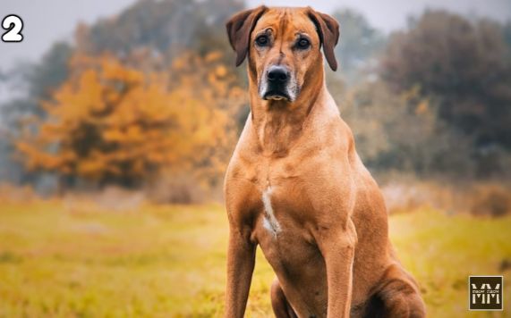 世界十大最称职最勇猛的护卫犬哔哩哔哩bilibili