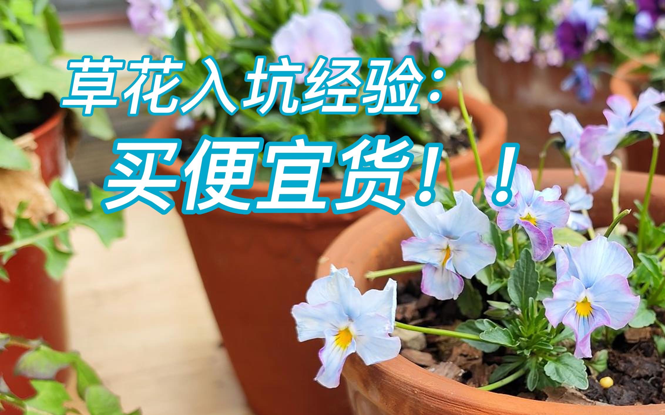 早春草花欣赏(角堇报春什么的)哔哩哔哩bilibili