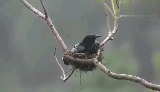 [图]请记住，为你遮风避雨不求回报的那个人，永远是你的父母，致敬！