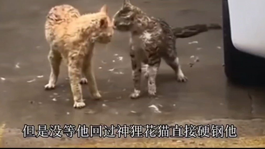 狸花猫大战橘猫,猫毛满地落!哔哩哔哩bilibili