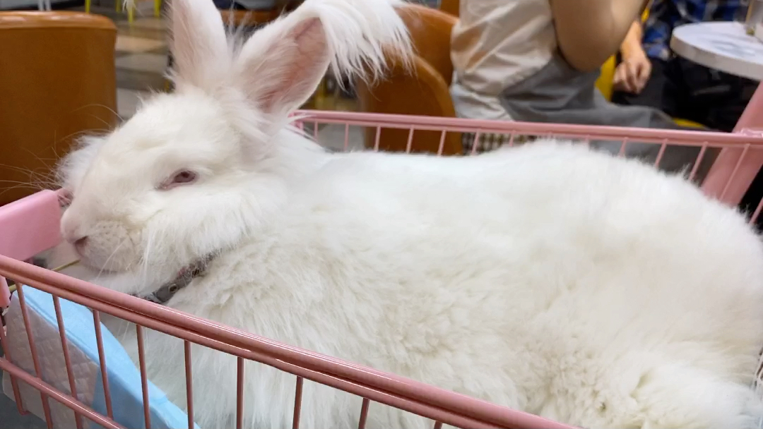 【安哥拉巨兔】剪毛洗澡成秃兔全过程