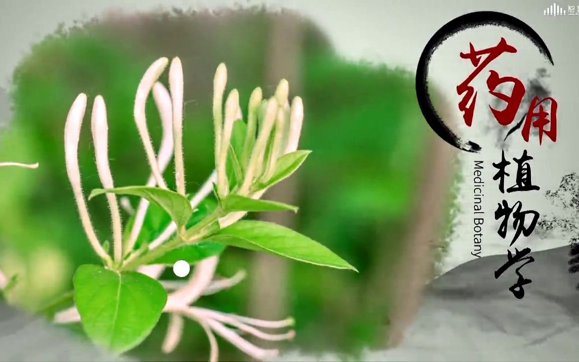 [图]【广东药科大学】药用植物学