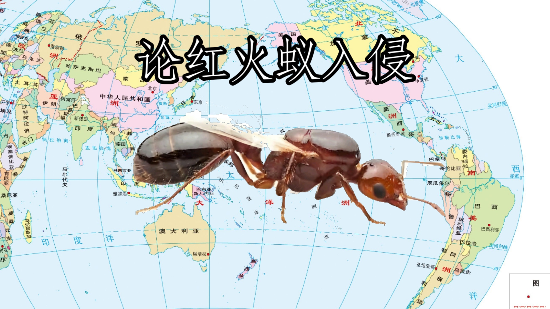 论红火蚁入侵