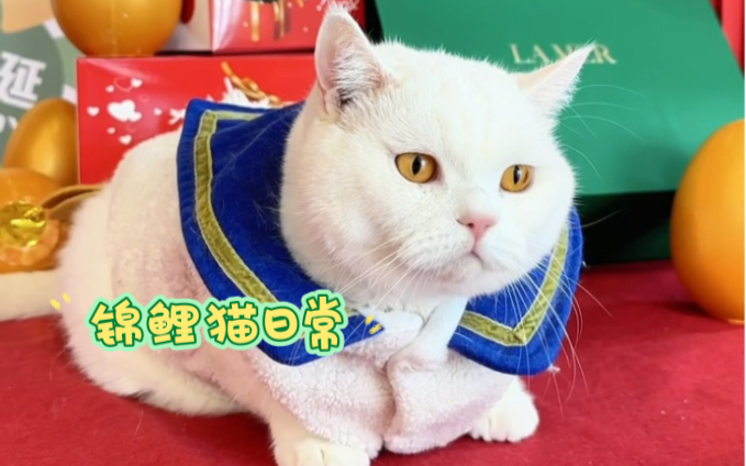 锦鲤猫的一天哔哩哔哩bilibili