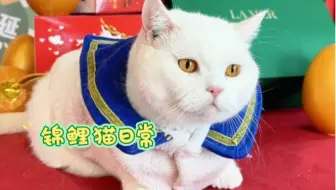 锦鲤猫的一天