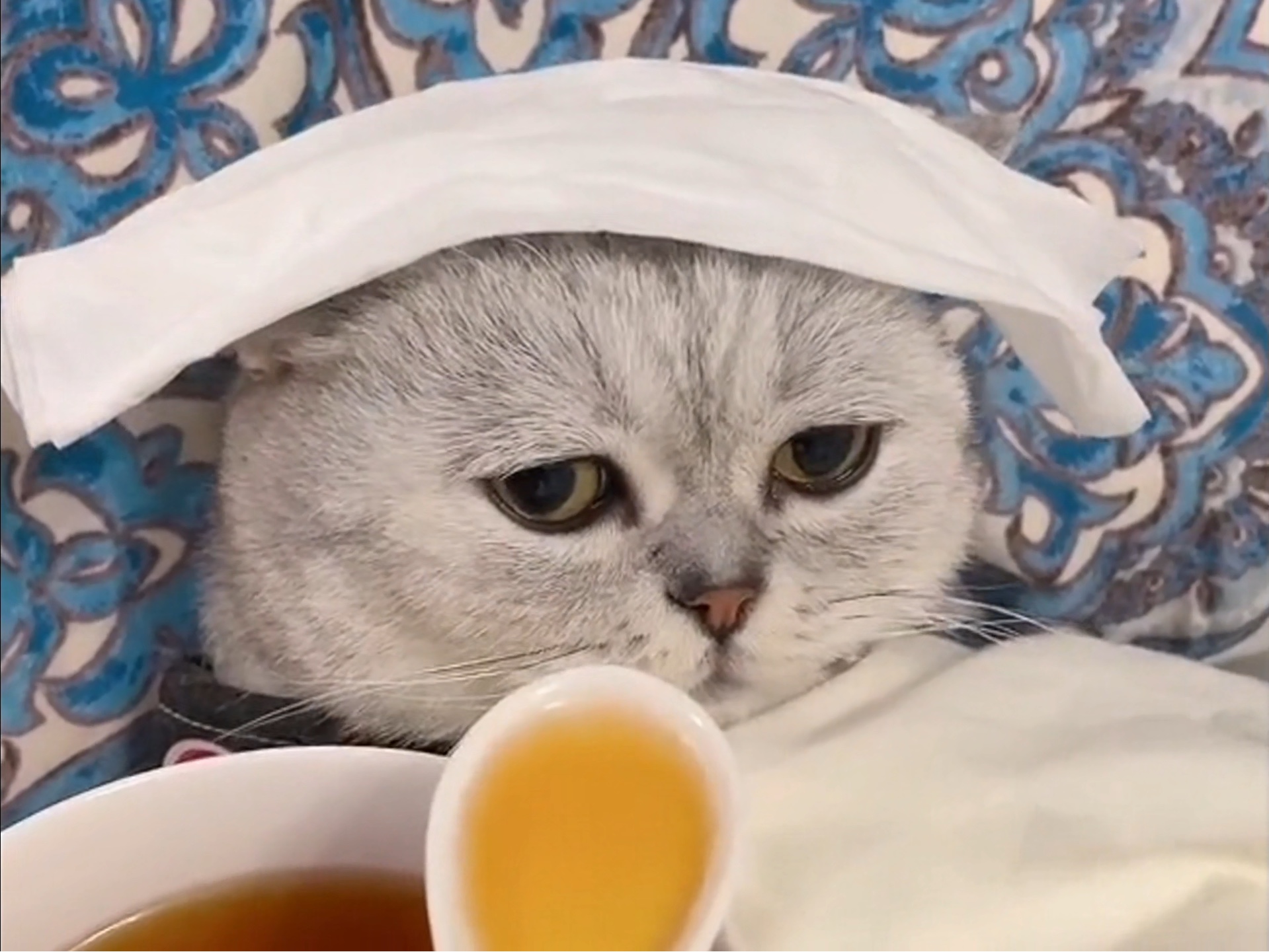 喜剧猫咪的搞笑瞬间