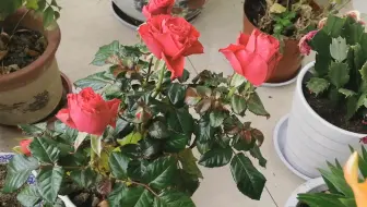 鼠年正月初一 送给大家玫瑰花 恭祝大家鼠年发大财 哔哩哔哩 Bilibili