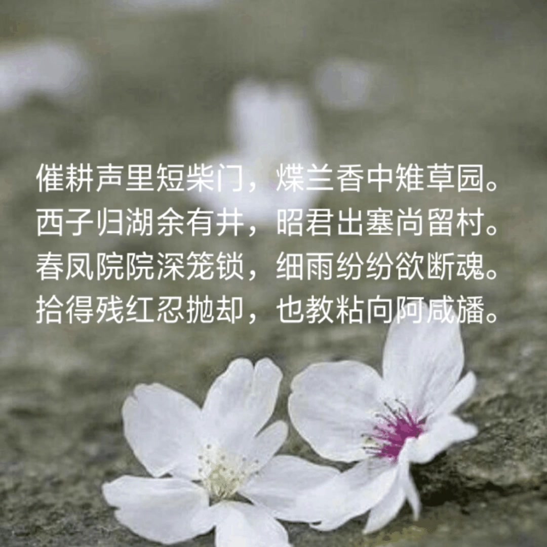 [图]唐伯虎落花诗三十首(二)