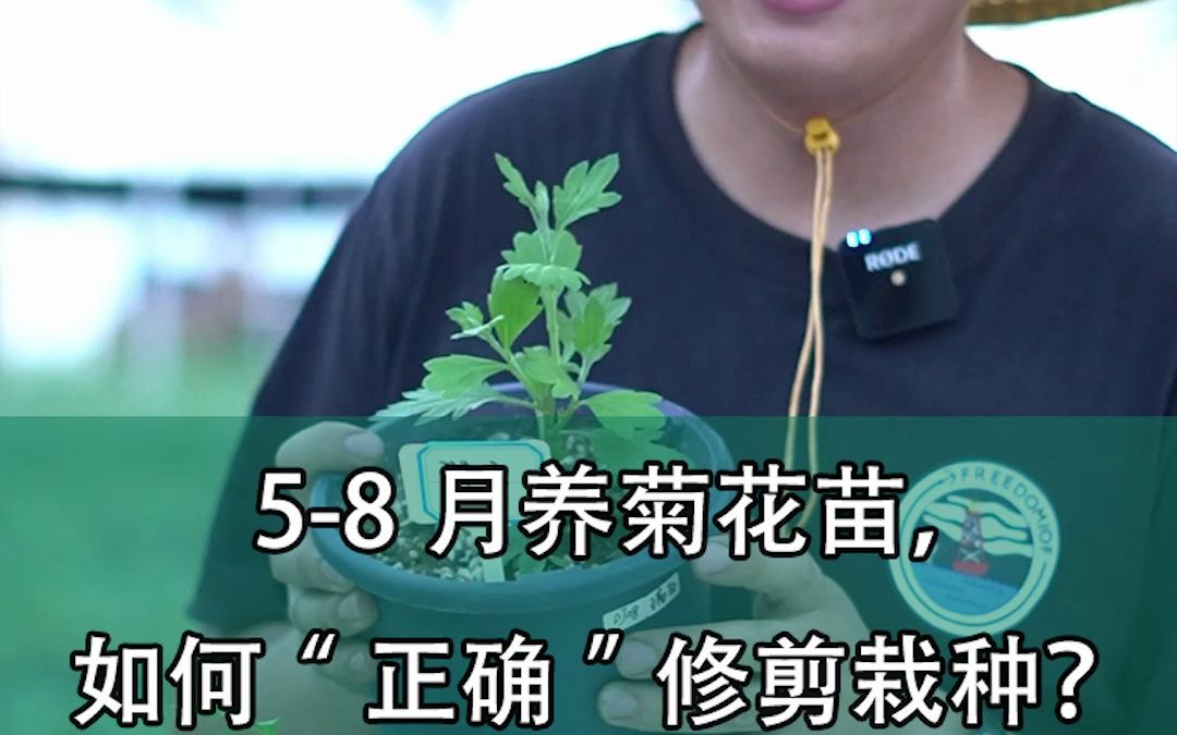 58月养菊花苗,如何“正确”修剪栽种?石头花匠给您示范哔哩哔哩bilibili