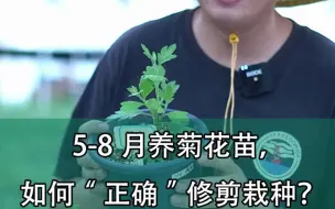 Descargar video: 5-8月养菊花苗，如何“正确”修剪栽种？石头花匠给您示范