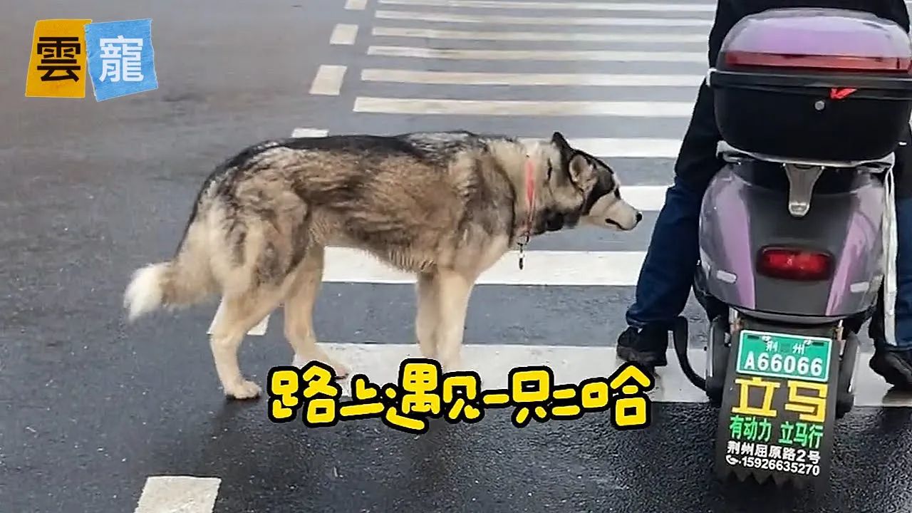 遇到迷路哈士奇,没想到二哈自来熟跳上电动车!哔哩哔哩bilibili