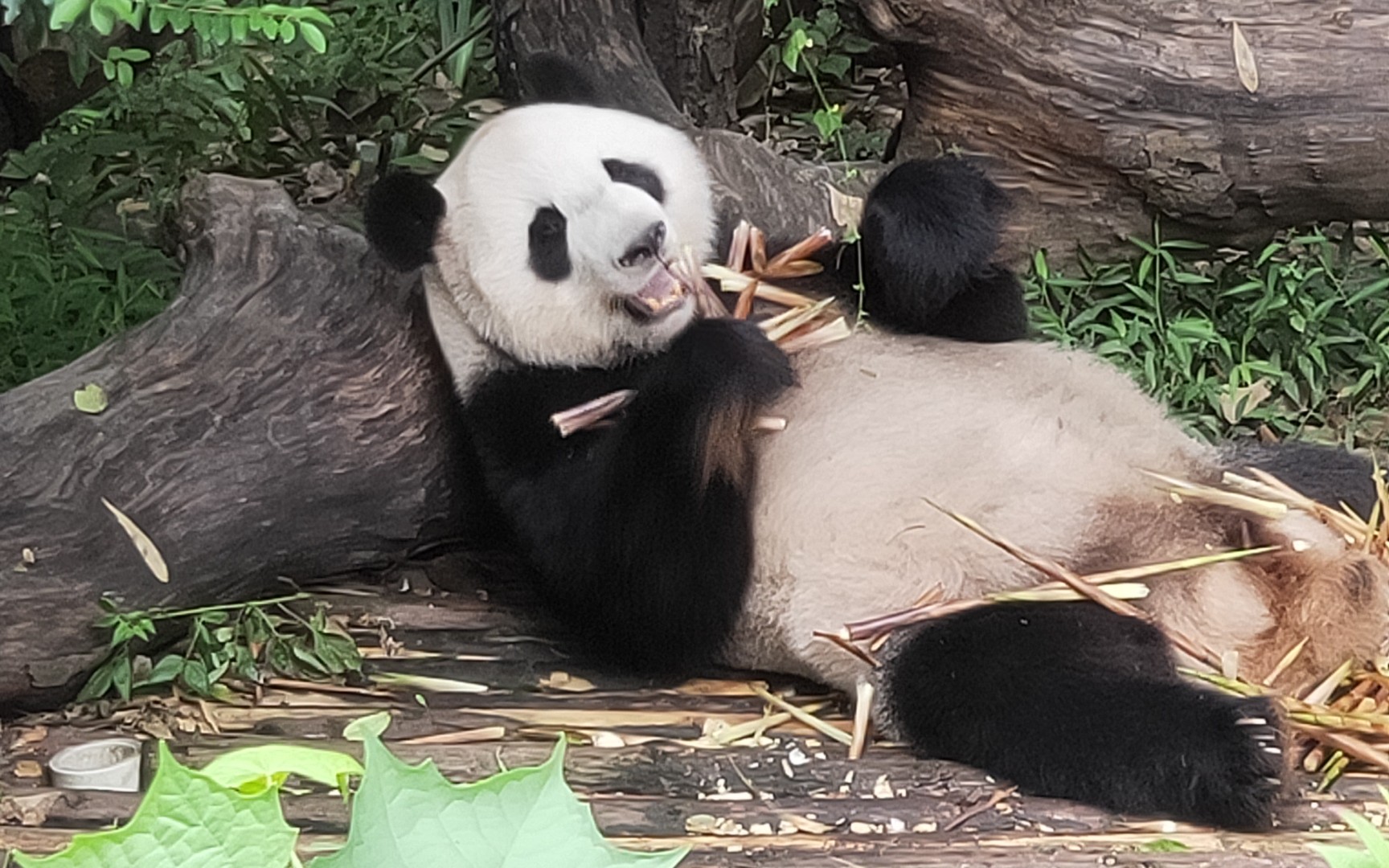 胖达,熊猫太懒了