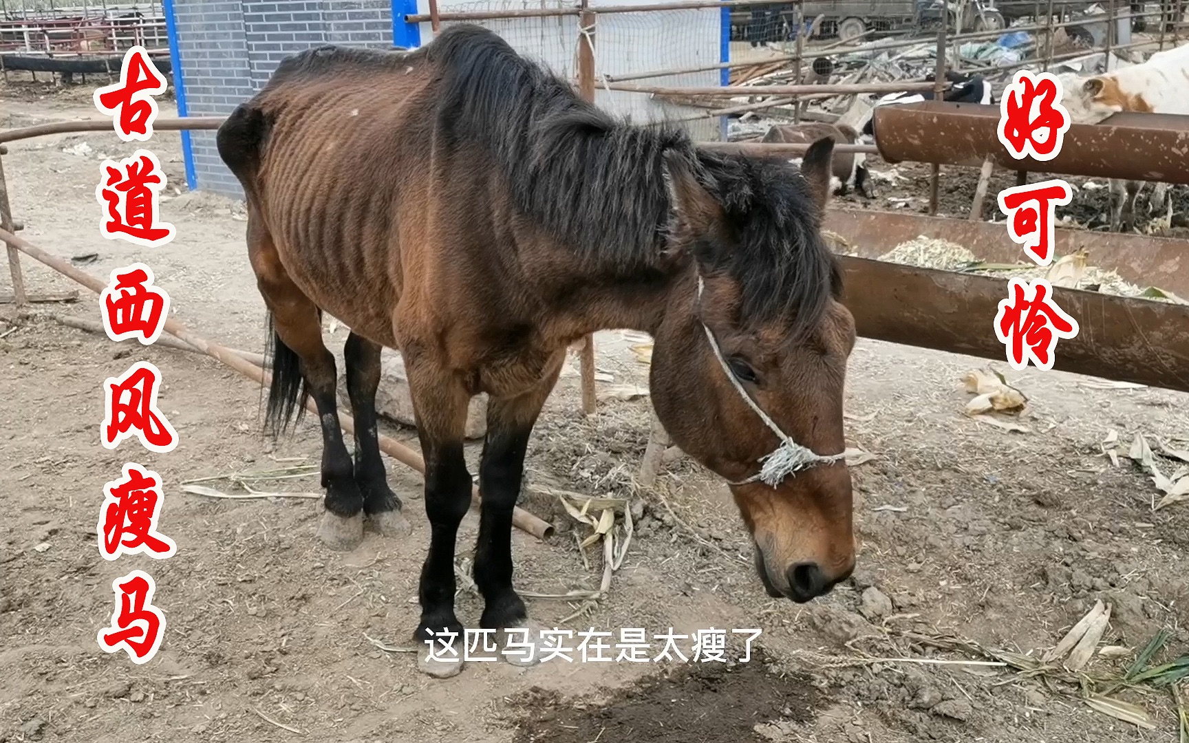 诗有云“古道西风瘦马”今天就见到一匹瘦马,真是深有体会呀!哔哩哔哩bilibili