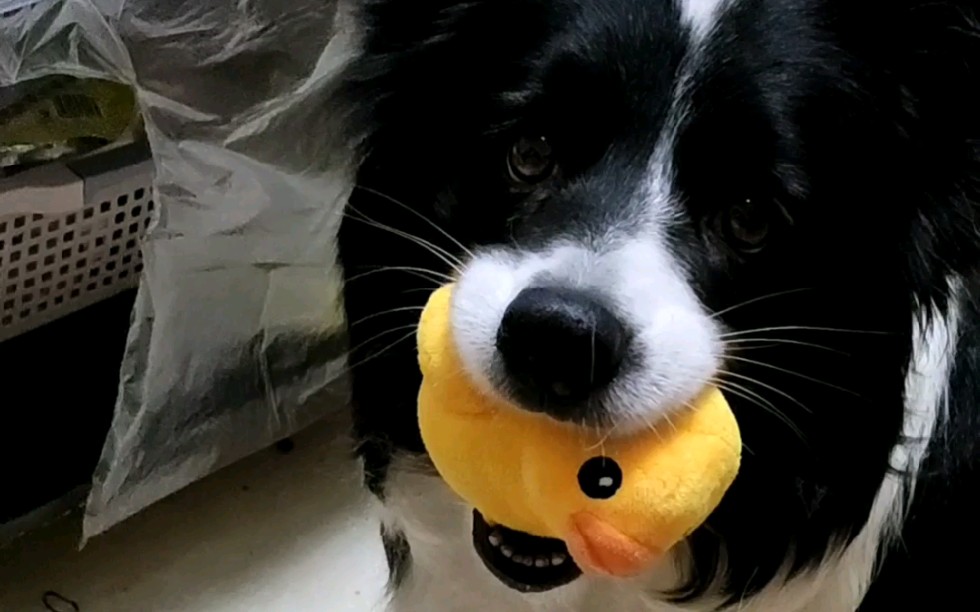 养了一只心机狗,每天都在被他用智商碾压