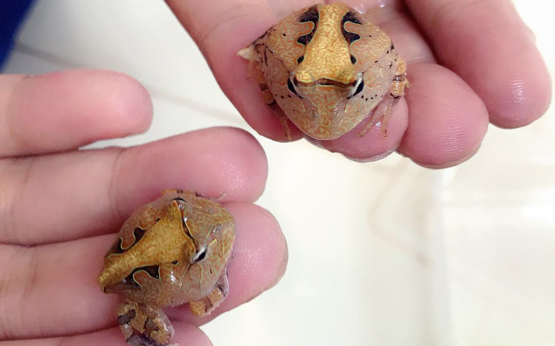 (兰州小伙)霸王角蛙开食