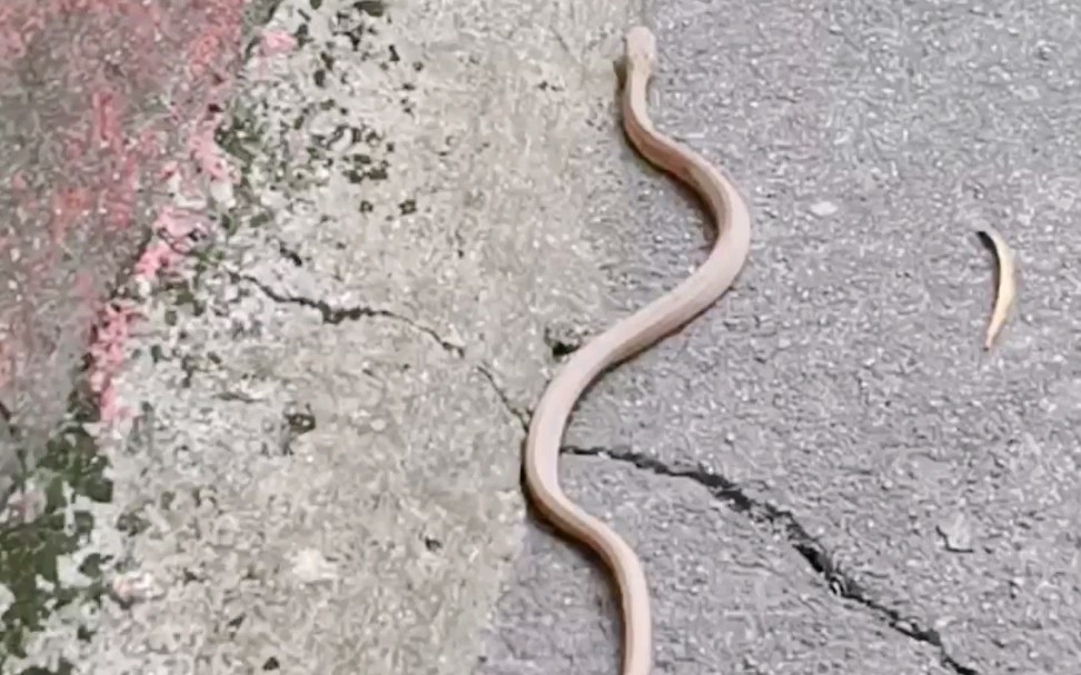 抖肩舞蛇形漫步路上遇到蛇弟有点萌