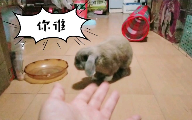 【垂耳兔】相隔20天回家,小兔兔有没有忘了铲屎官?