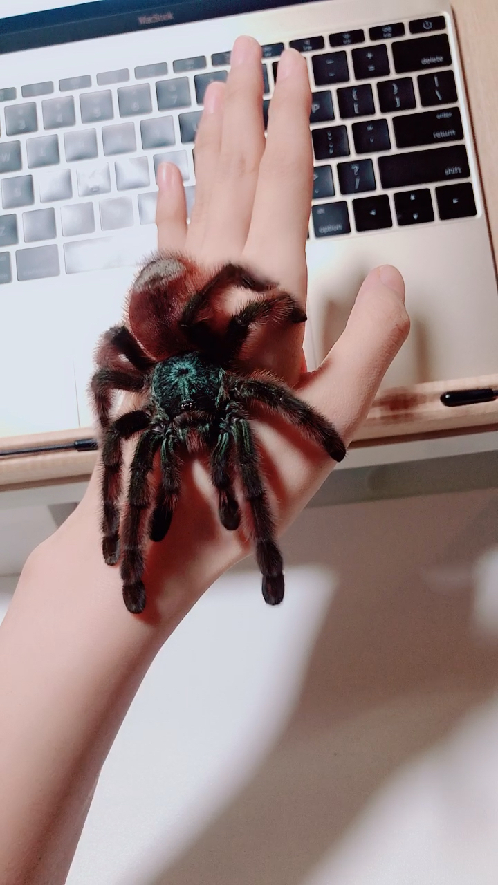 好乖～#捕鸟蛛##油彩粉红趾