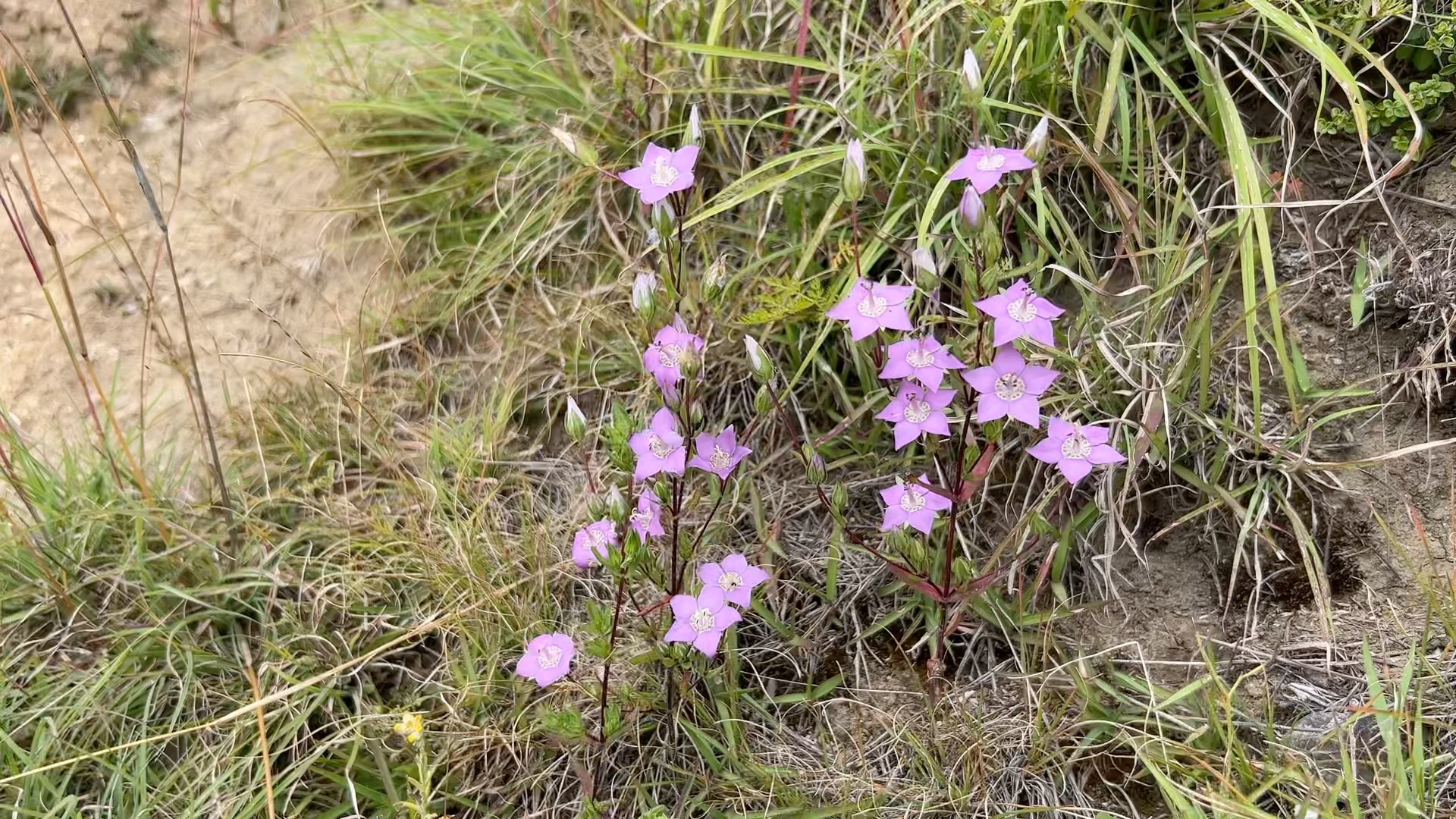 西藏植物記錄之林芝植物-毛萼獐牙菜(龍膽科獐牙菜屬)
