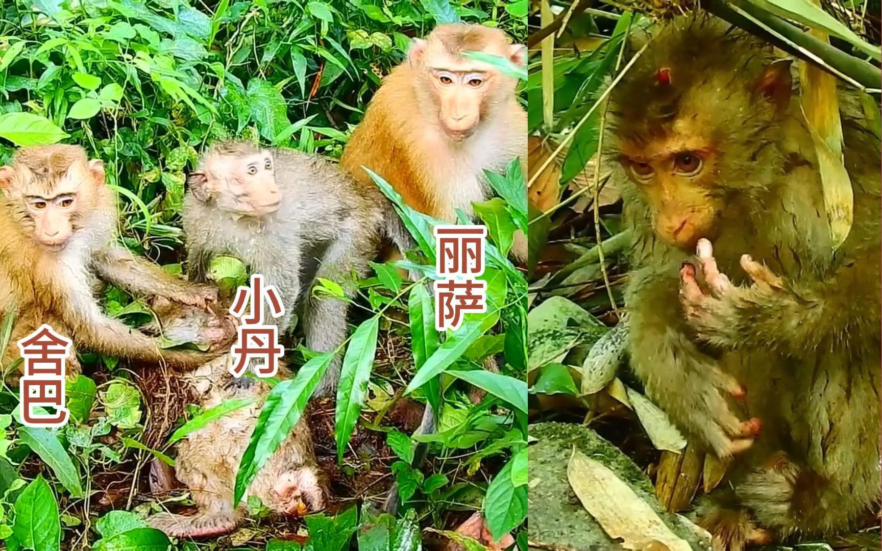 三只低阶猴抱团,打一只猴子,尼克拉被打得头破血流哔哩哔哩bilibili