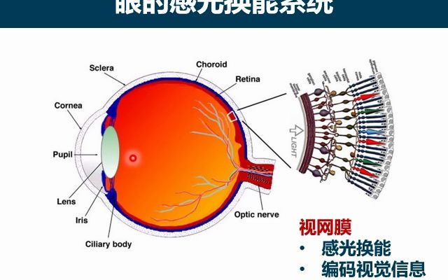 感官3视觉4视网膜的结构功能特点哔哩哔哩bilibili