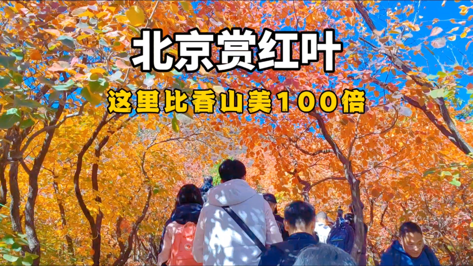 北京赏红叶的时节来了,这里比香山好看100倍,你去了吗?哔哩哔哩bilibili