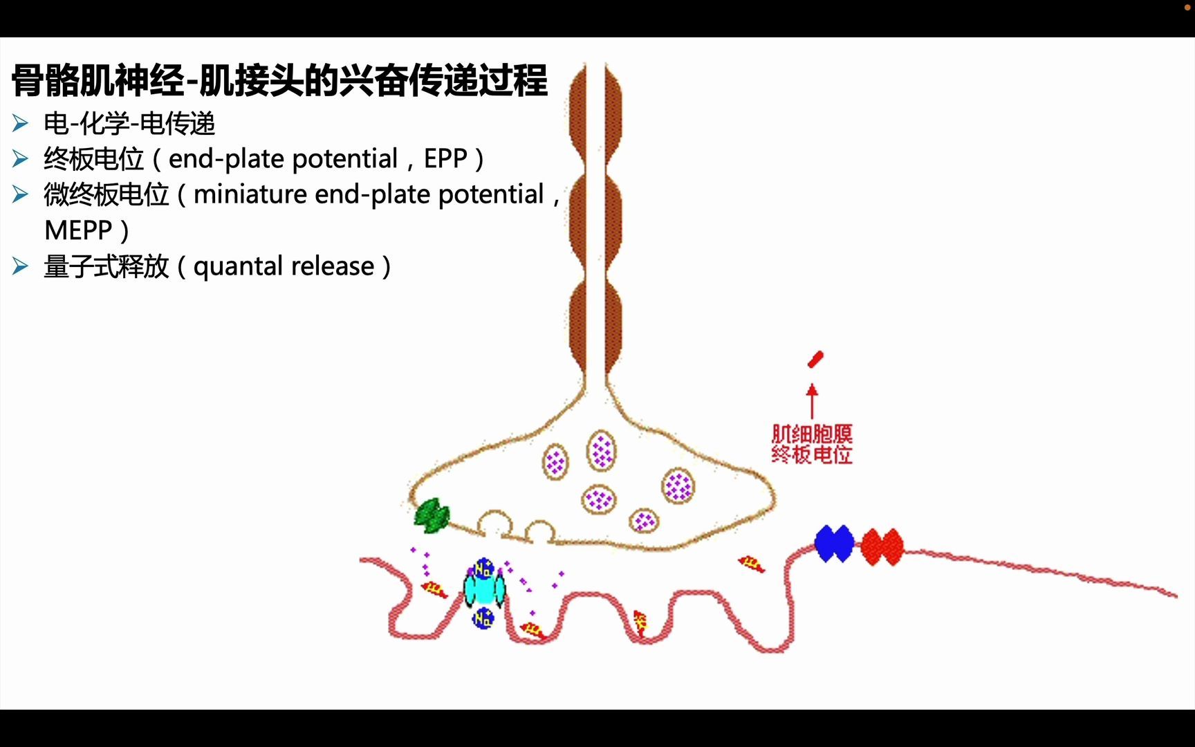 生理学 细胞的基本功能 肌细胞的收缩 神经肌接头的兴奋传递哔哩哔哩bilibili