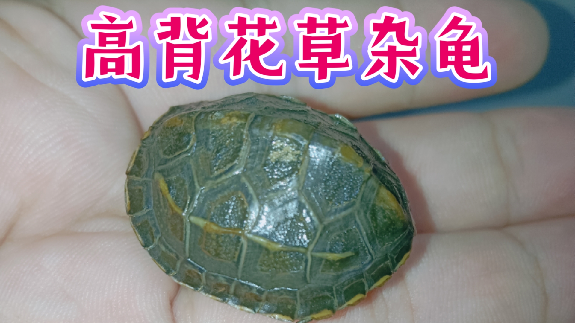 高背花草杂龟!