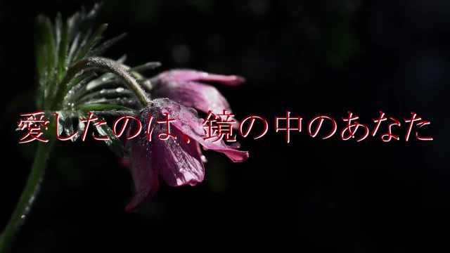 【flower】月下香 MV / はるまきさん * laSK哔哩哔哩bilibili