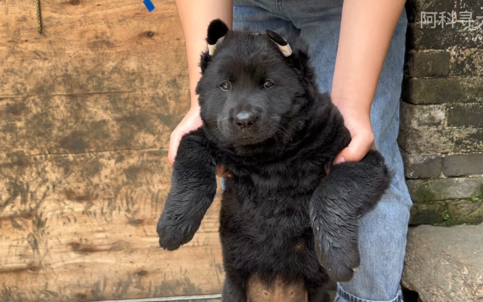 阿科带回来一只五黑犬,这么大的头版和骨架还是第一次见到