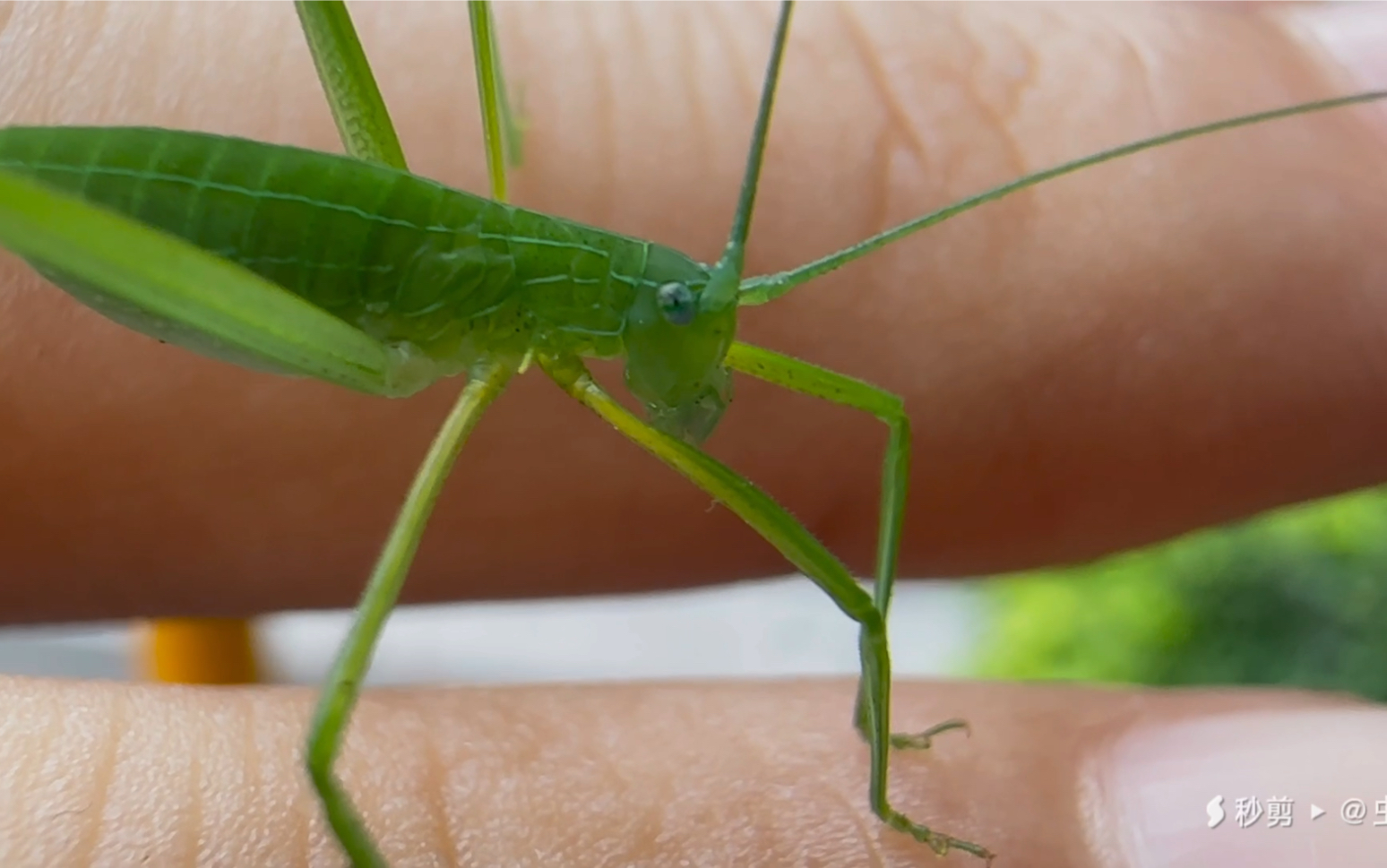清清爽爽的日本条螽