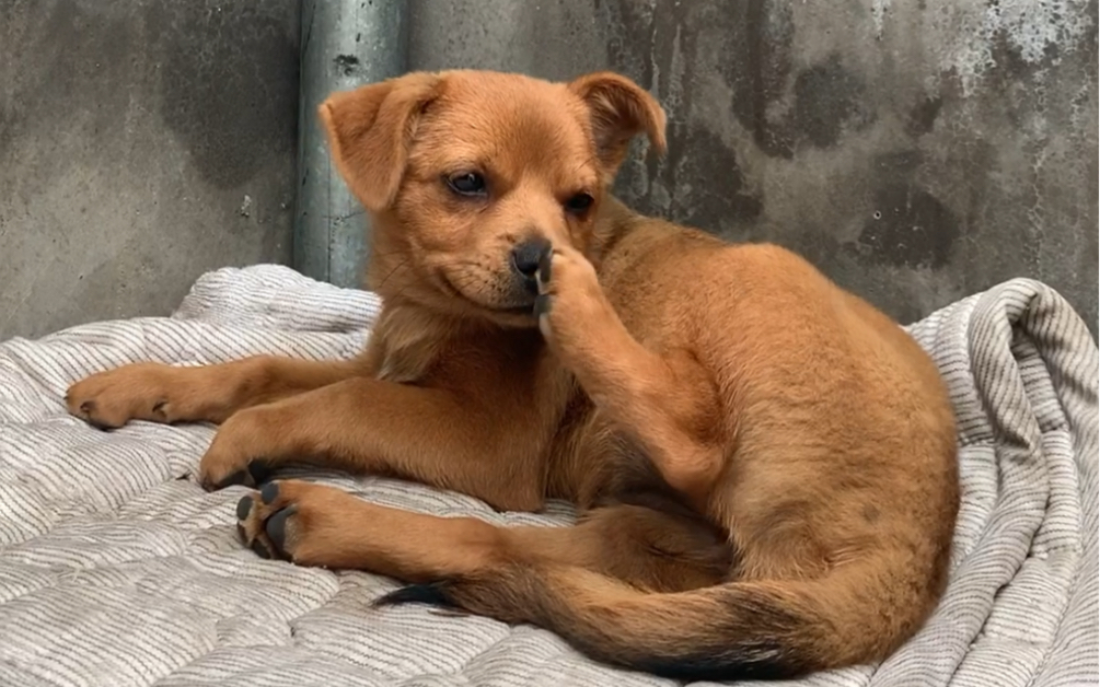 【记录61狗狗成长】胖牙儿闻自己的臭jiojio