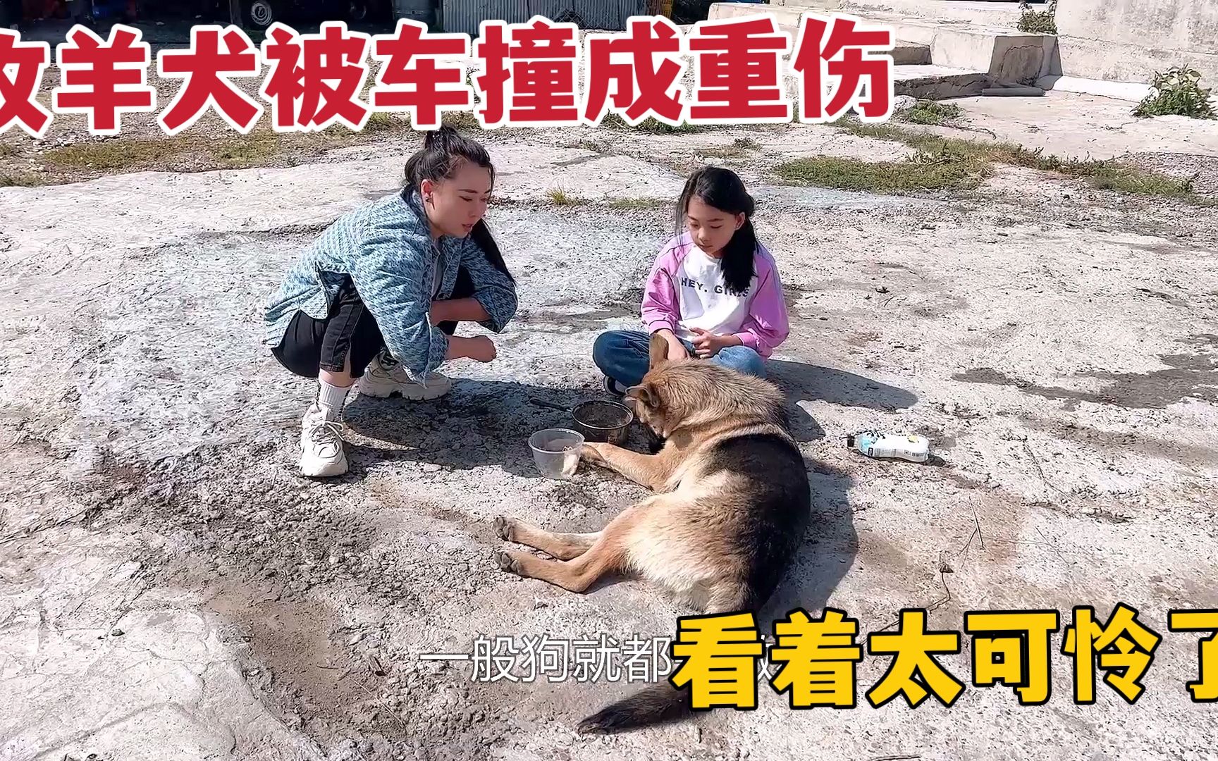 草原牧羊犬被车撞成重伤,一家人给它上药包扎,看着可怜太心疼了哔哩哔哩bilibili