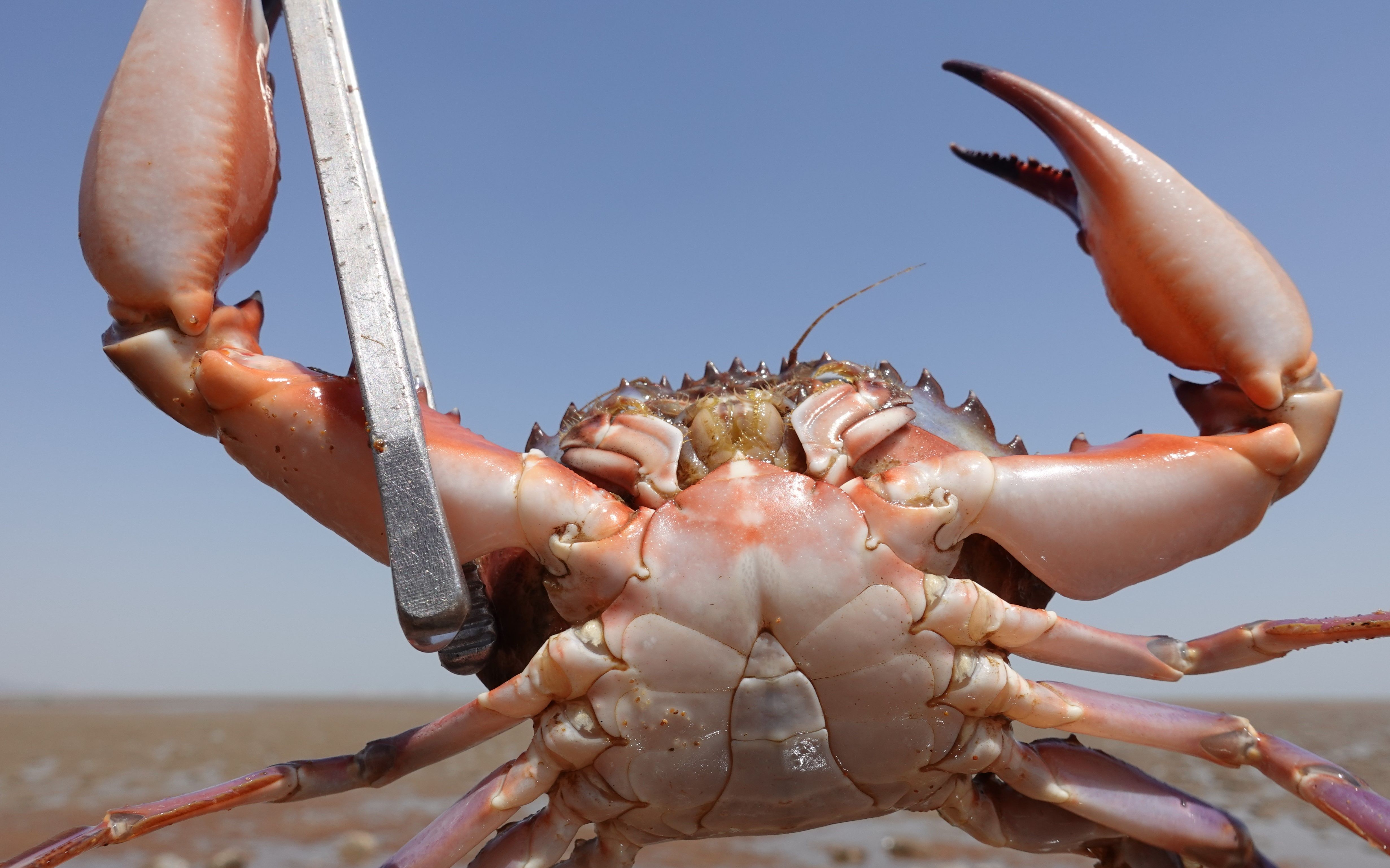 当满沙滩都是赤甲红的时候,阳仔没有犹豫拿起夹子全给包圆.