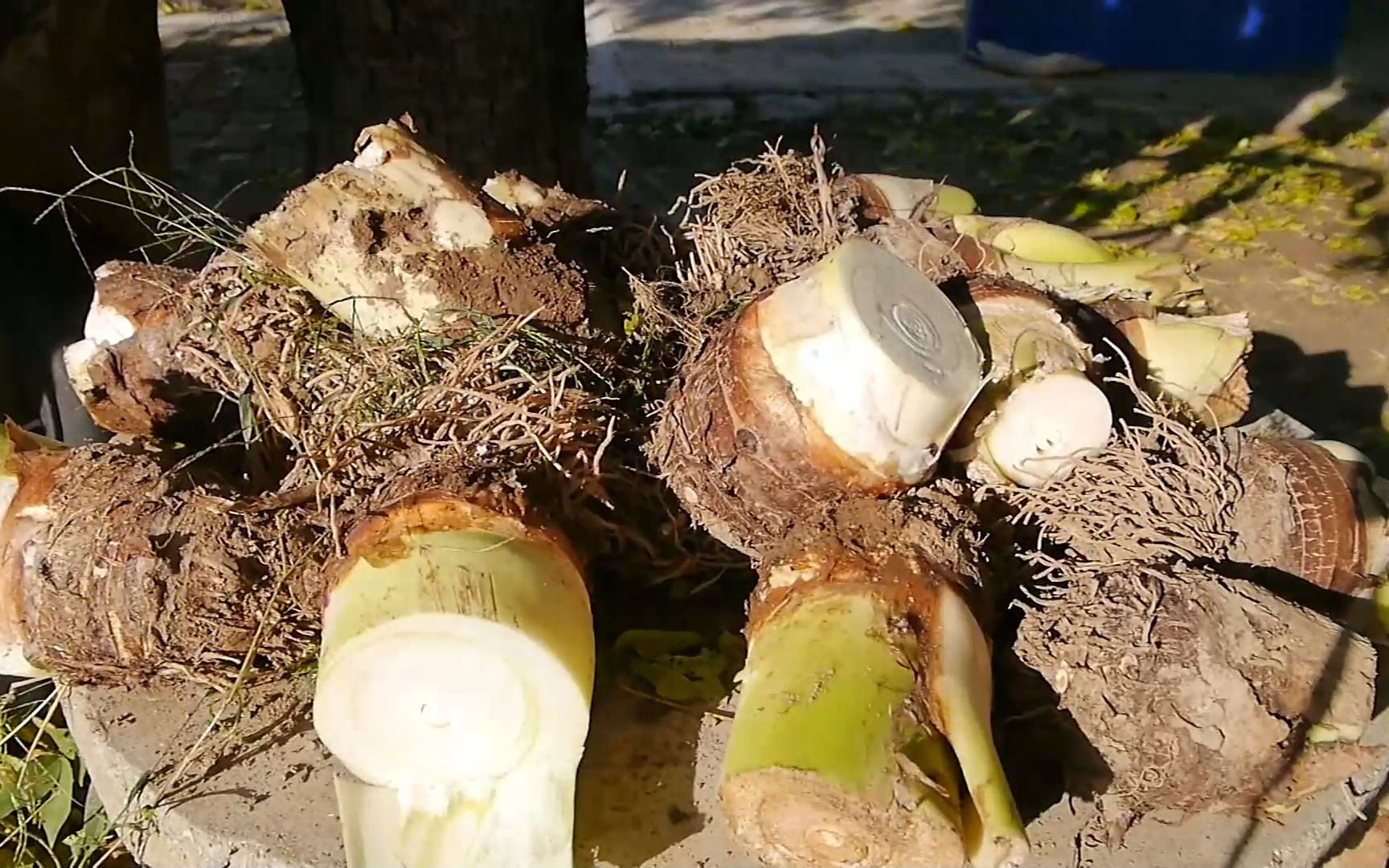 北方初冬收获荔浦芋头