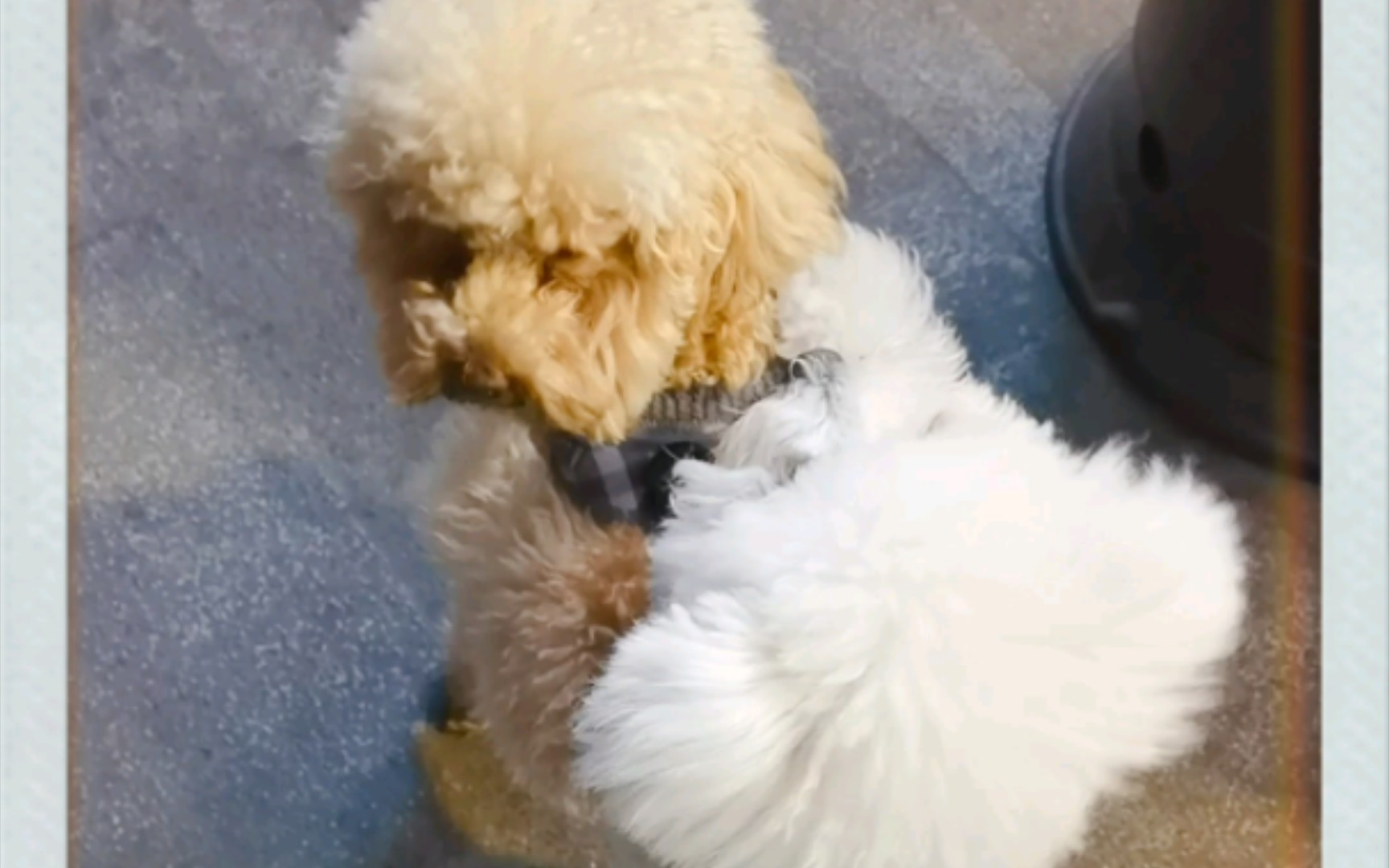 路遇一只"小流氓"