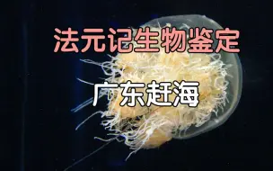 Download Video: 【节选中字】广东海鲜现捞现吃