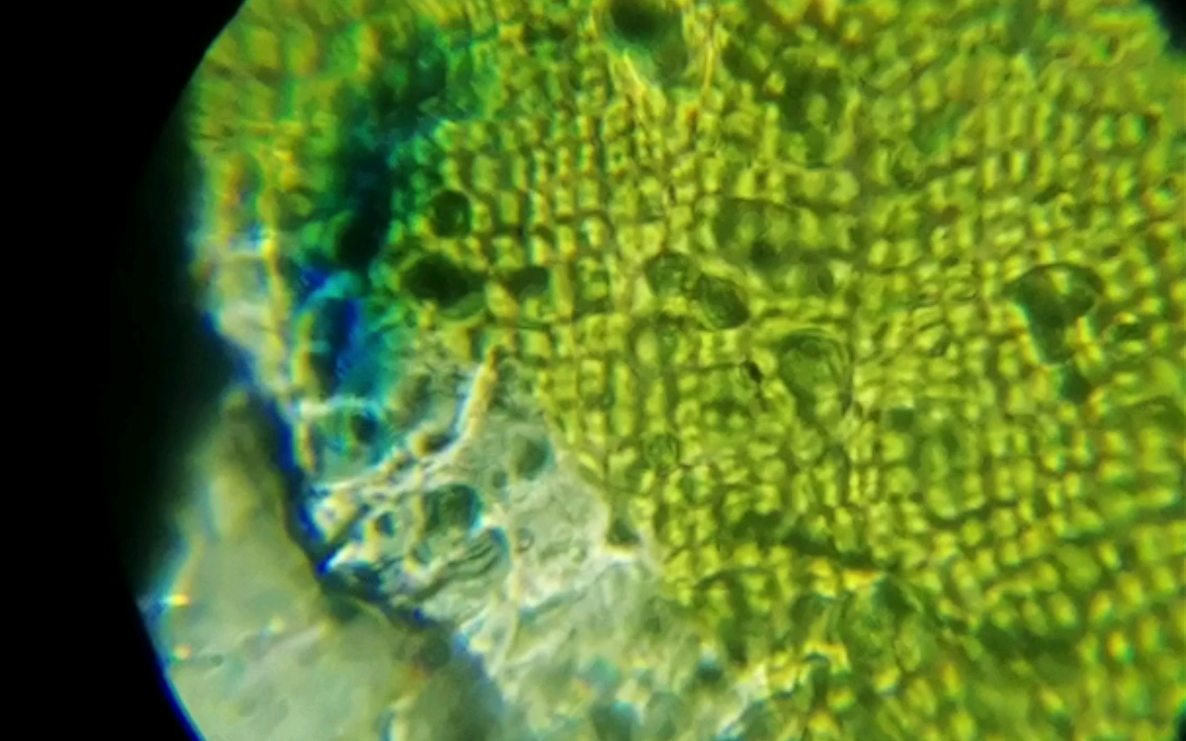 显微镜下的海带细胞