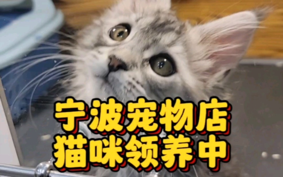 宁波幺社领猫馆超多猫咪等你来接哔哩哔哩bilibili