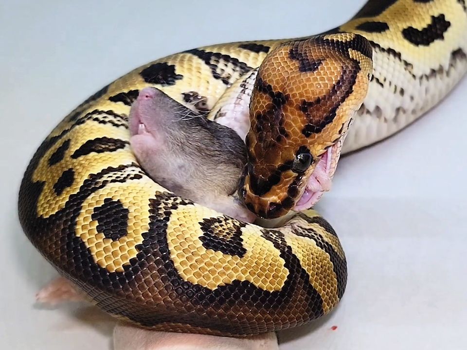 蟒蛇:吃鼠我都可以出本书