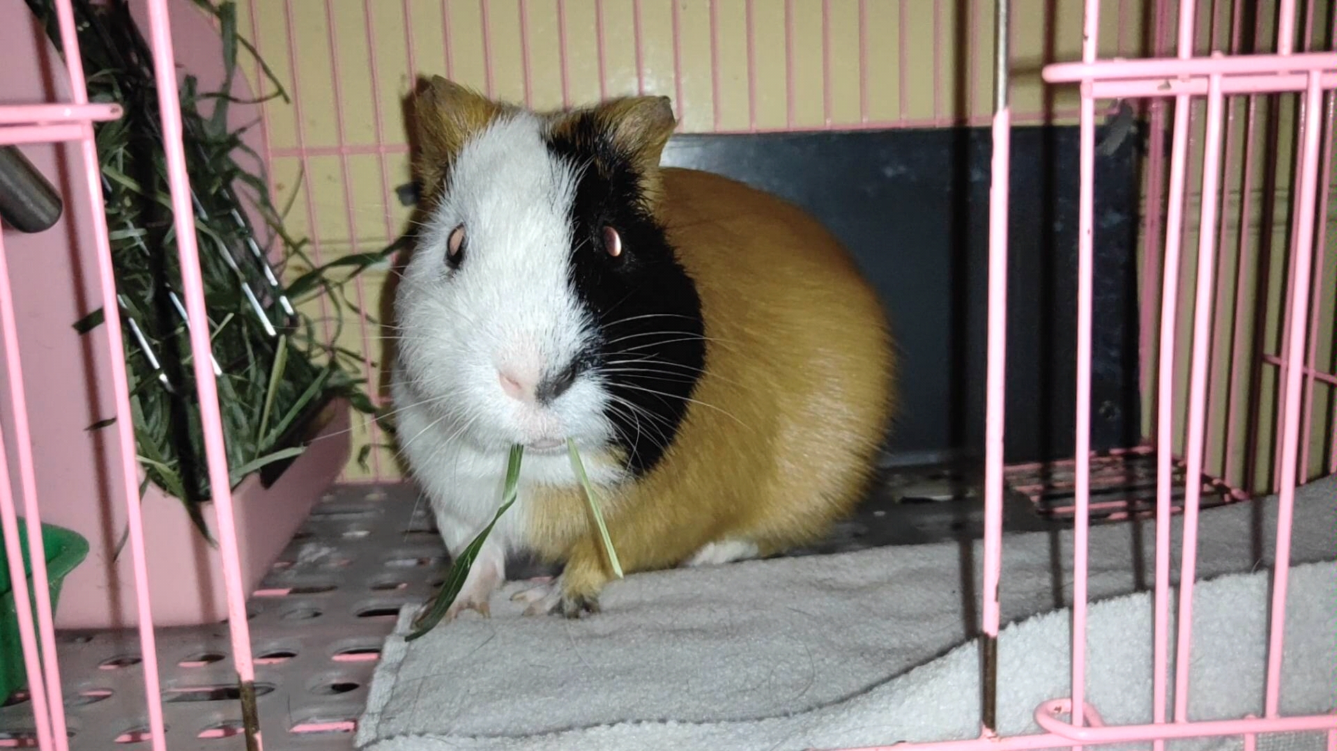 这不是静止画面,也不是你卡了……荷兰猪吃草吃懵了