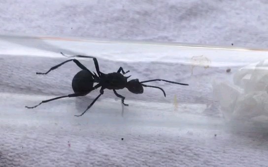 阿玛多刺蚁(原 汤普森多刺蚁)