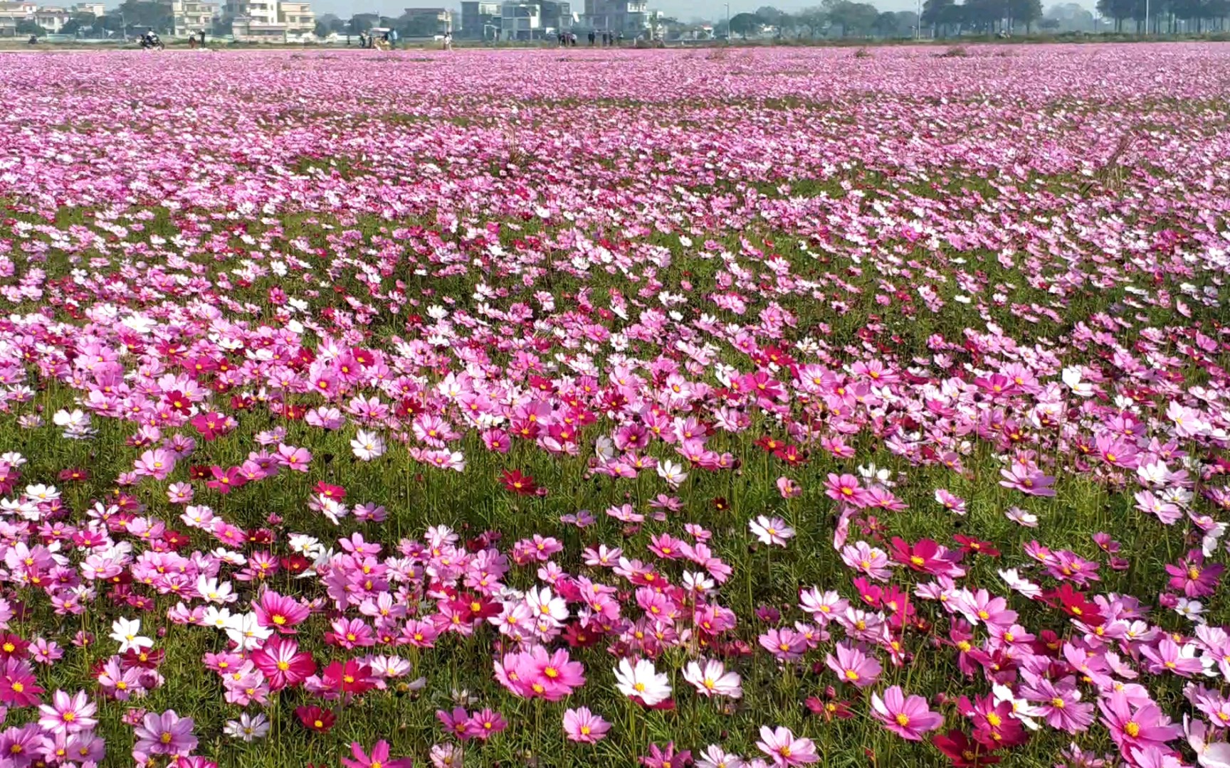 中山崖口格桑花花海哔哩哔哩bilibili