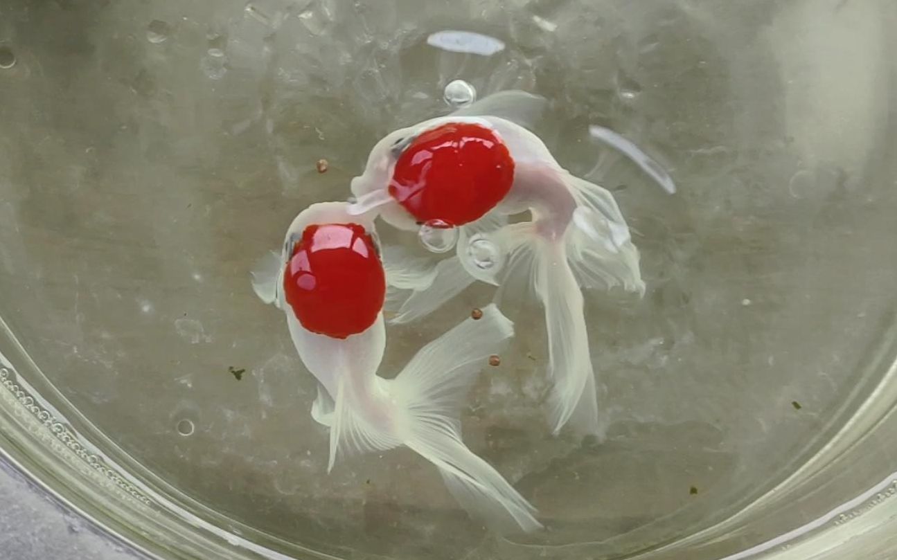 【金鱼红帽子第十八天】精力旺盛的一天【夏日的蓝天】