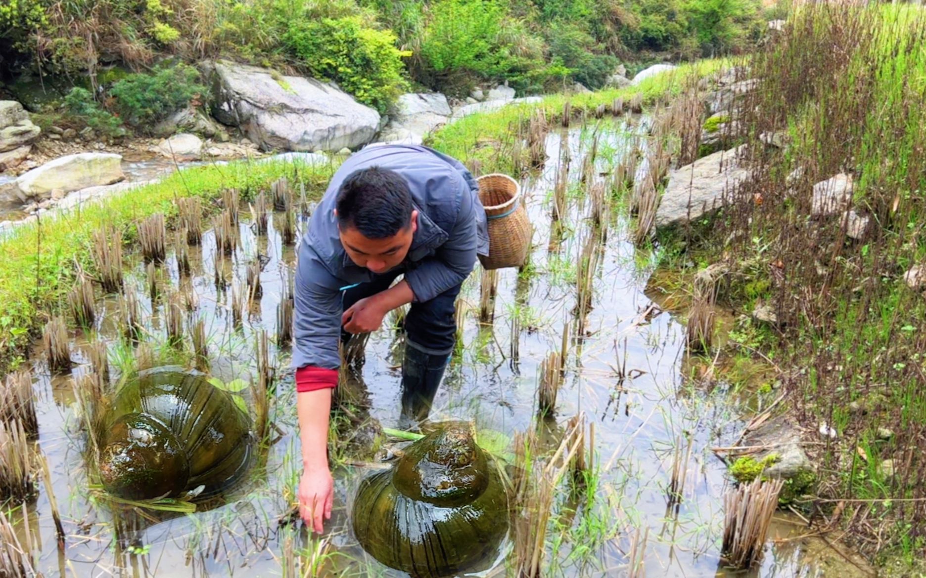 农村有三种田螺非常相似,有一种不能吃,今天教大家怎么区分哔哩哔哩bilibili