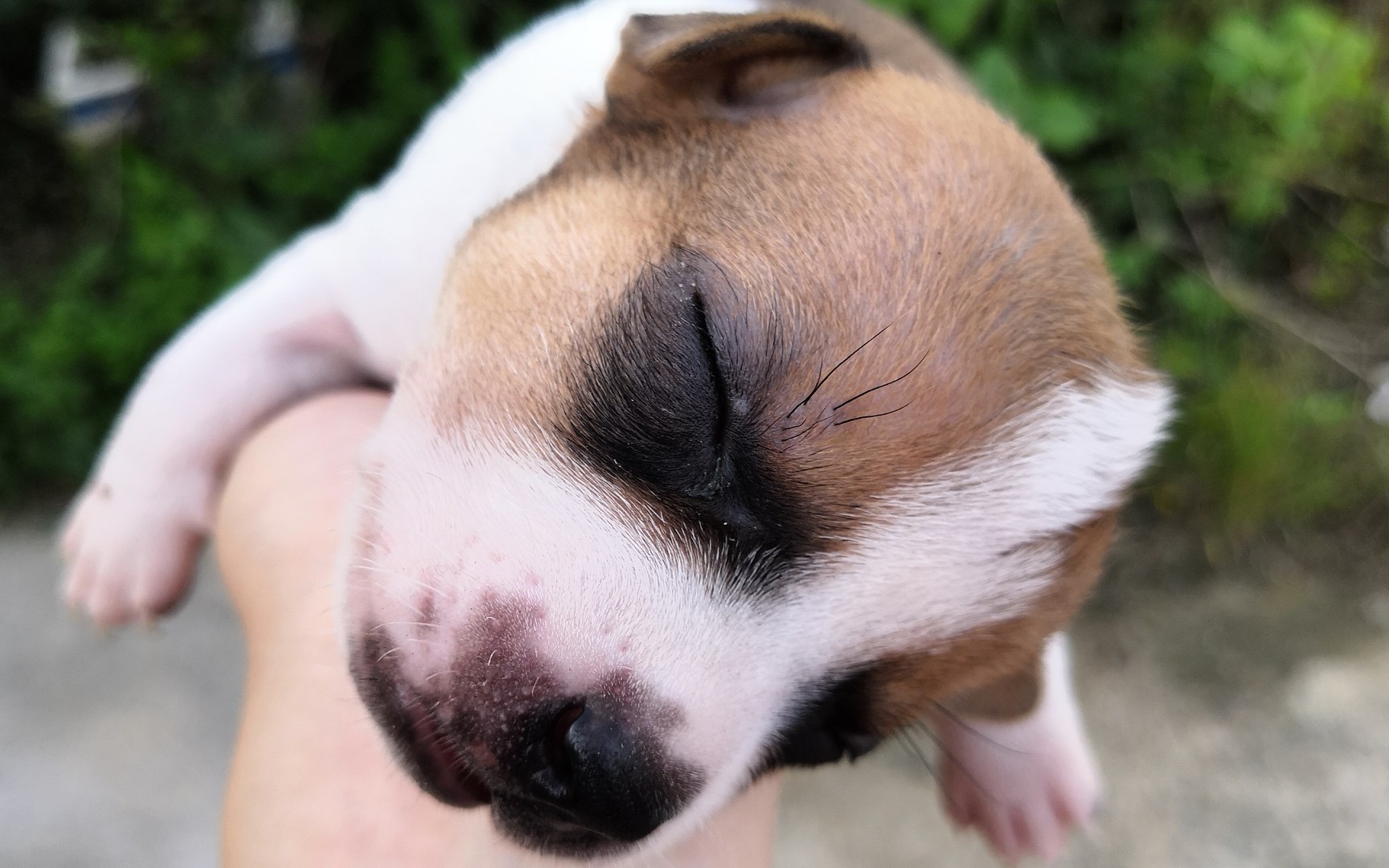 【中华田园犬】小奶狗