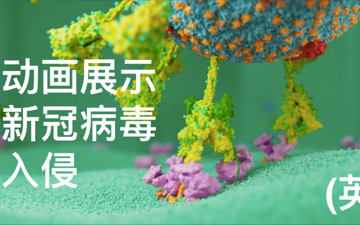 [图]新冠病毒感染过程动画解析, the-lifecycle-of-sars-cov-2